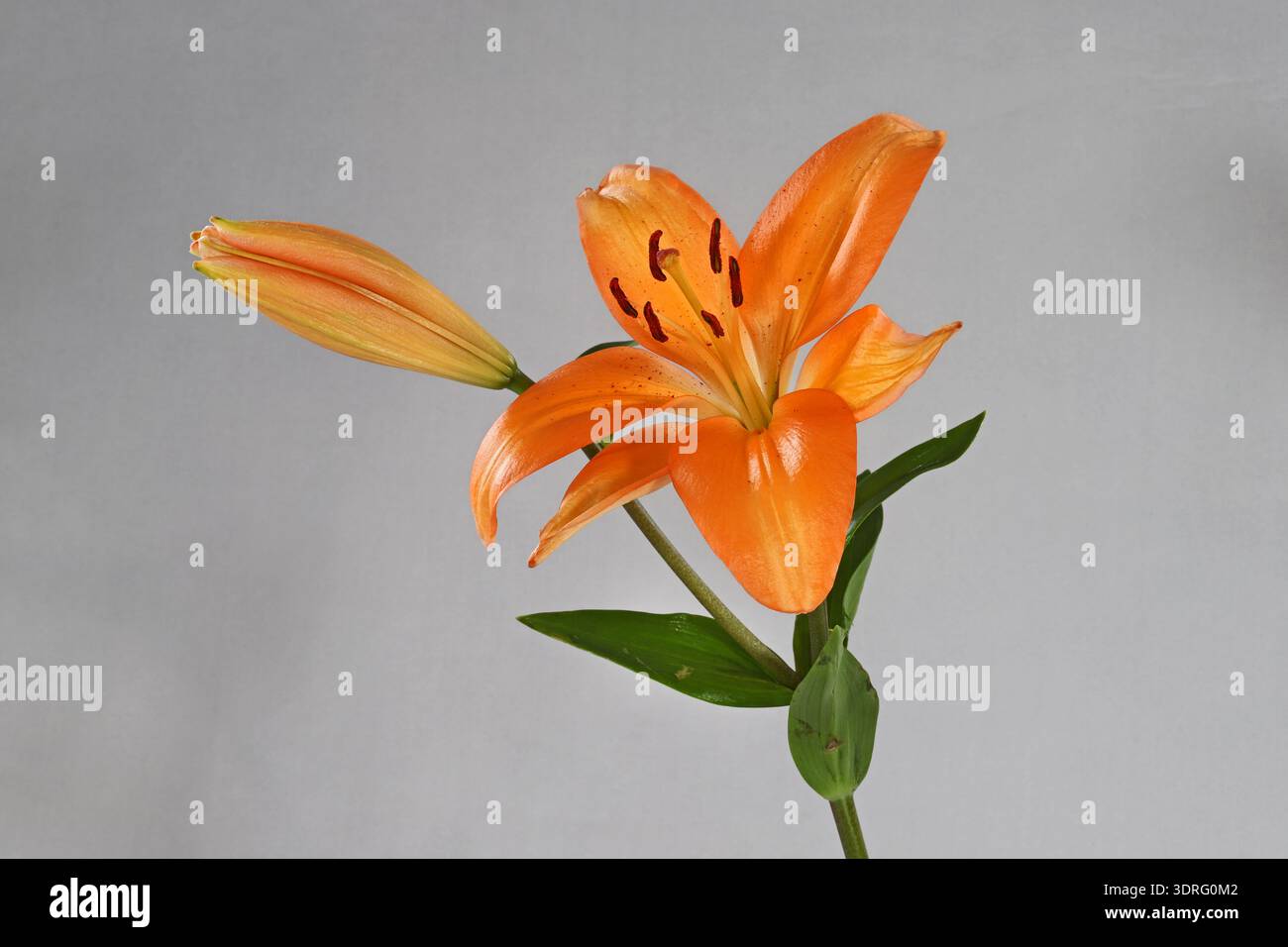 Detail einer asiatischen Lilienblüte auf einem hellgrauen Hintergrund. Stockfoto