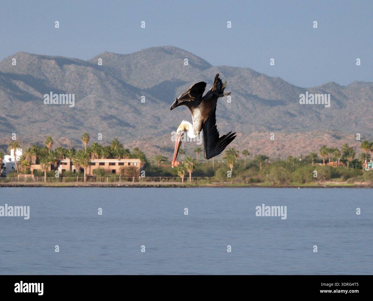 Pelikane, Pelecanus occidentalis, waren einst eine vom Aussterben bedrohte Art in Nordamerika, haben sich aber seitdem erholt und sind im P reichlich vorhanden Stockfoto