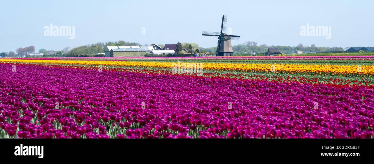 Lebhafte Tulpenfelder mit einer traditionellen Windmühle in den Niederlanden während der Frühlingsblüte Stockfoto