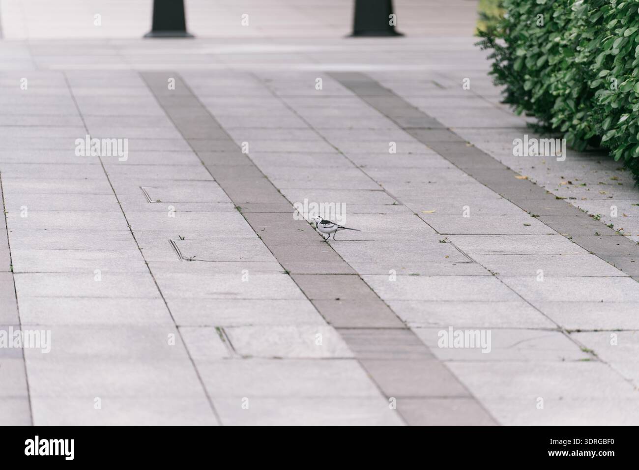 Weißer Wagtail Vogel, der auf einem gepflasterten Bürgersteig in der Nähe grüner Hecke in der Stadt spaziert Stockfoto