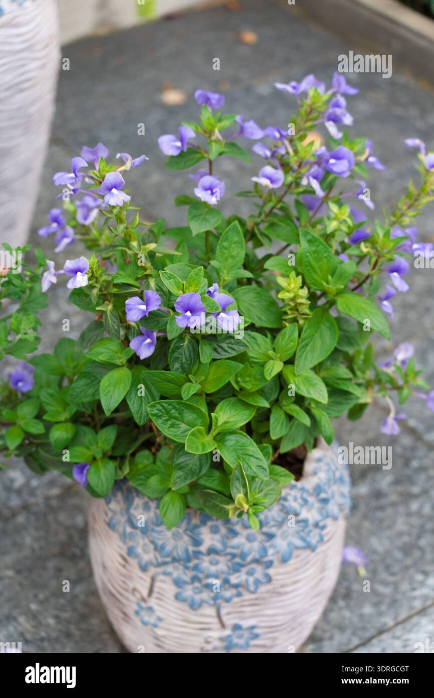 Lila Blume in Keramiktopf mit grünen Blättern auf Steinboden Stockfoto