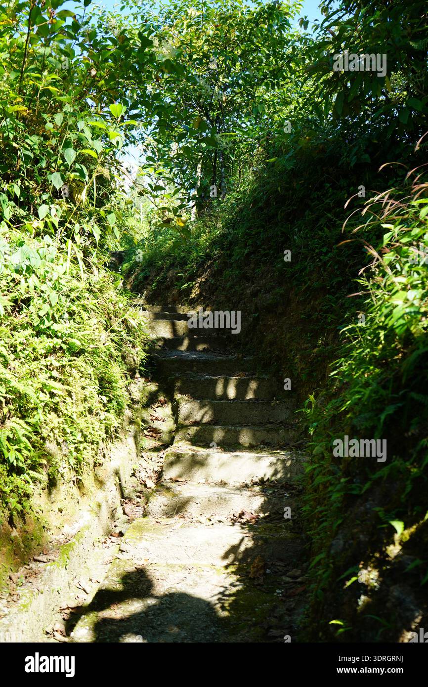 Alte Betontreppen, die durch einen dichten grünen tropischen Wald unter hellem Sonnenlicht hinaufsteigen Stockfoto