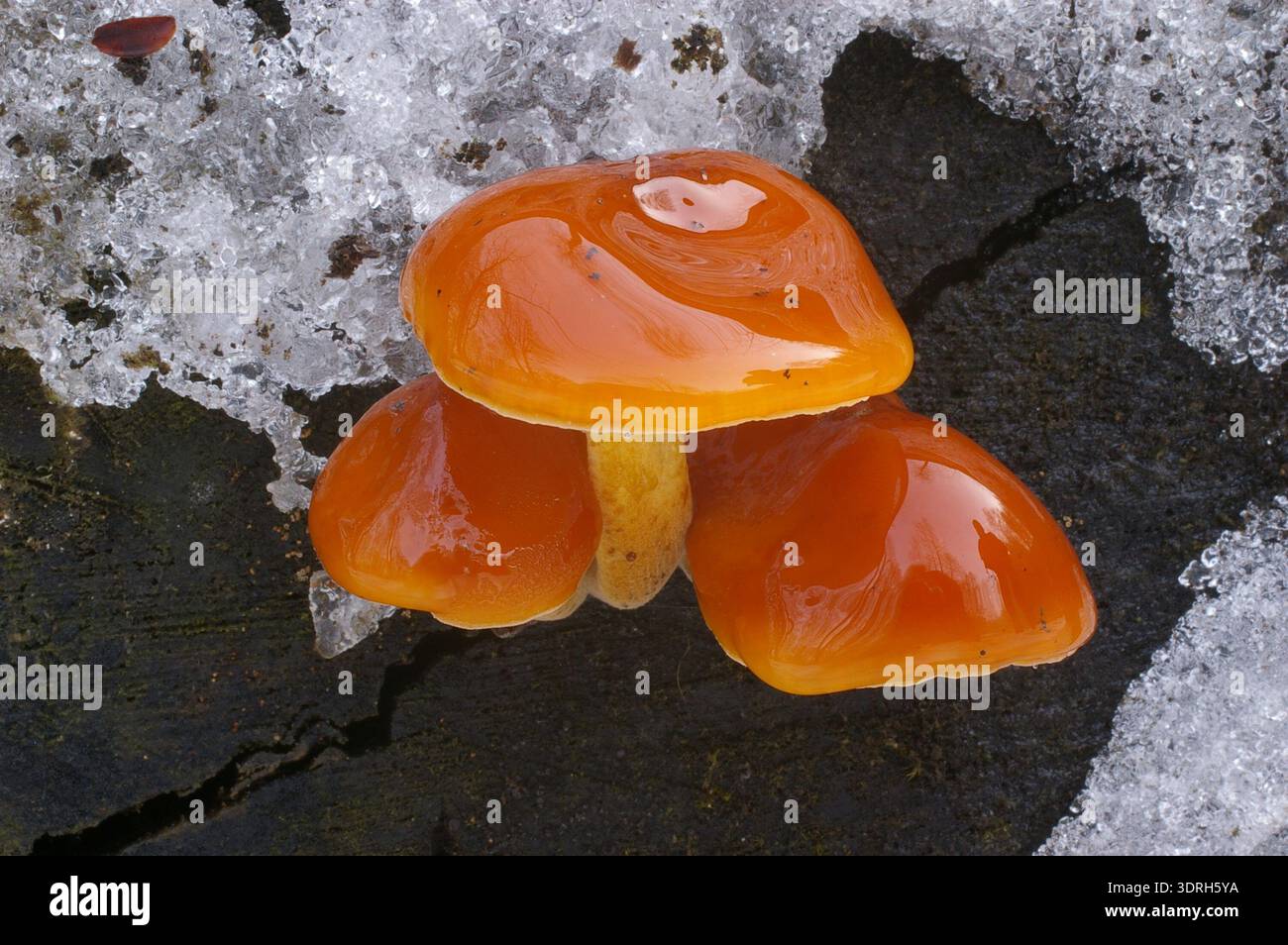 Samtfuß (Flammulina velutipes) in der Natur Stockfoto