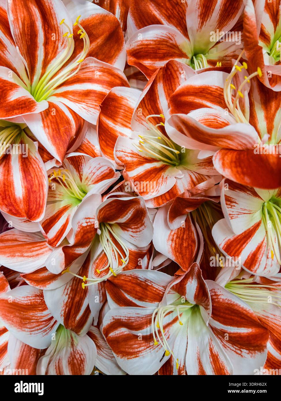 Leuchtend rot-weiß gestreifte amaryllis-Blüten füllen den gesamten Rahmen mit überlappenden Blütenblättern und zarten gelben Staubblättern in voller Blüte Stockfoto
