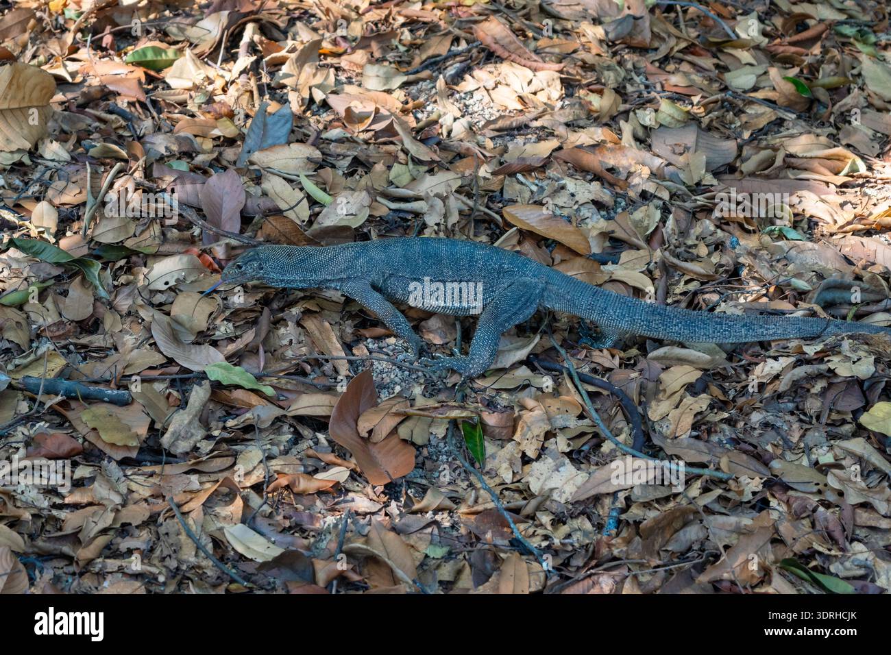 Malayischer Wassermonitor in den Botanischen Gärten von Singapur, Singapur Stockfoto