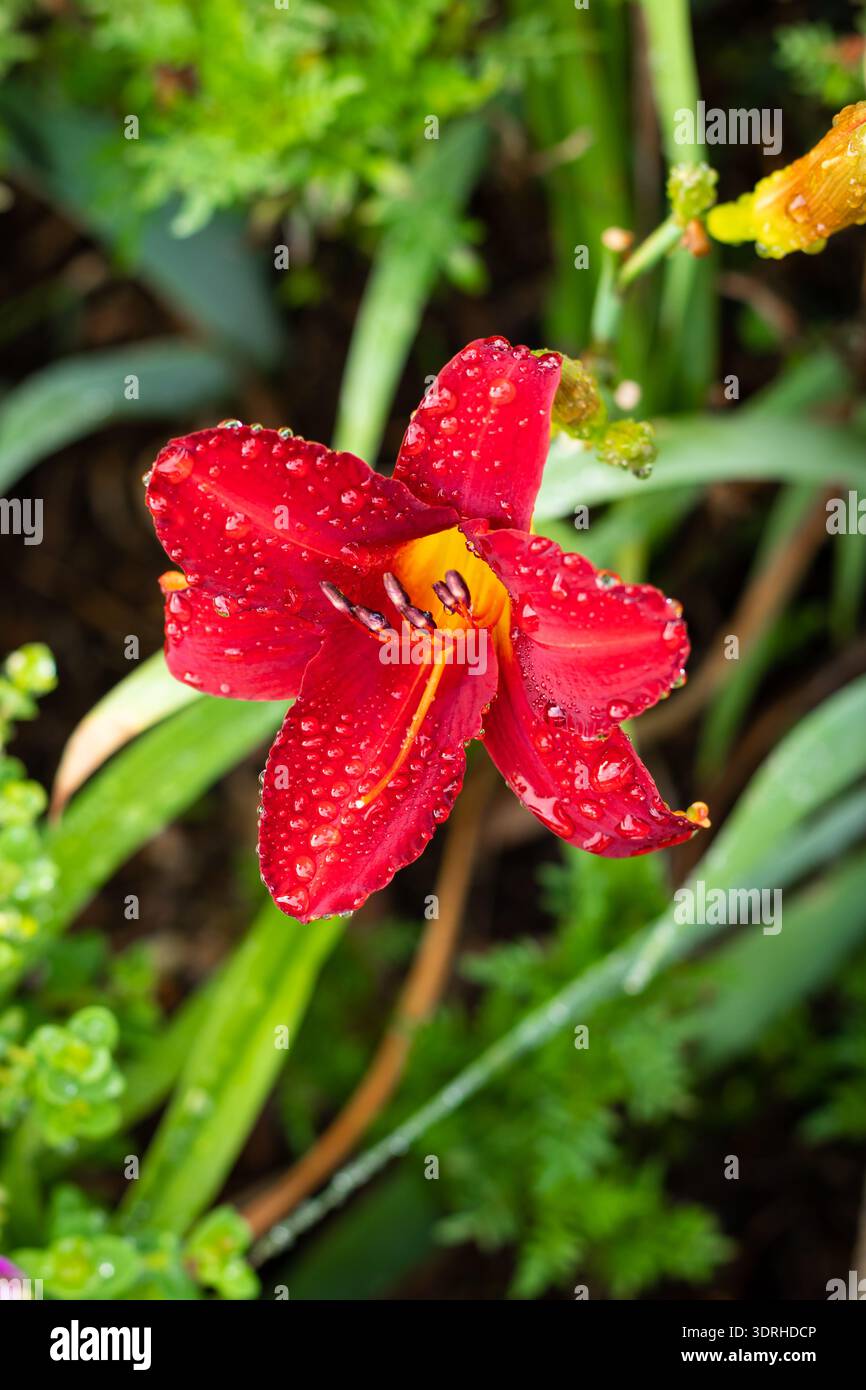 Nahaufnahme der roten und gelben Taglilie im Regen. Ruby Spider Stockfoto