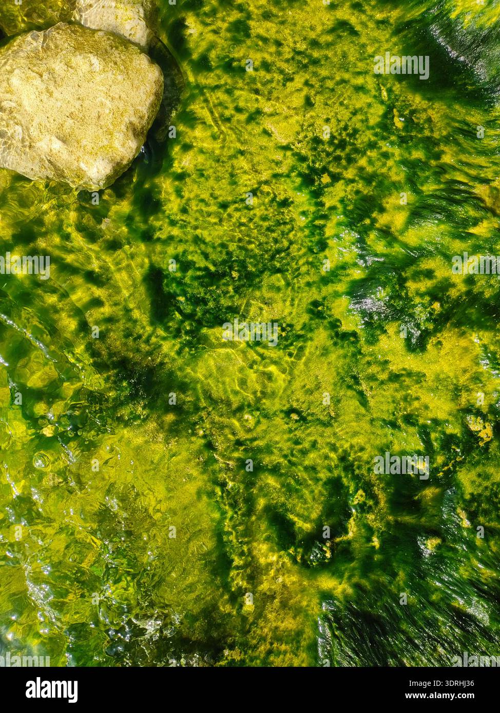 Grüne Algen und Moos auf felsigem Bachbett mit sonnendurchflutetem Meerwasser - Smartphone-aufgenommenes Stockfoto