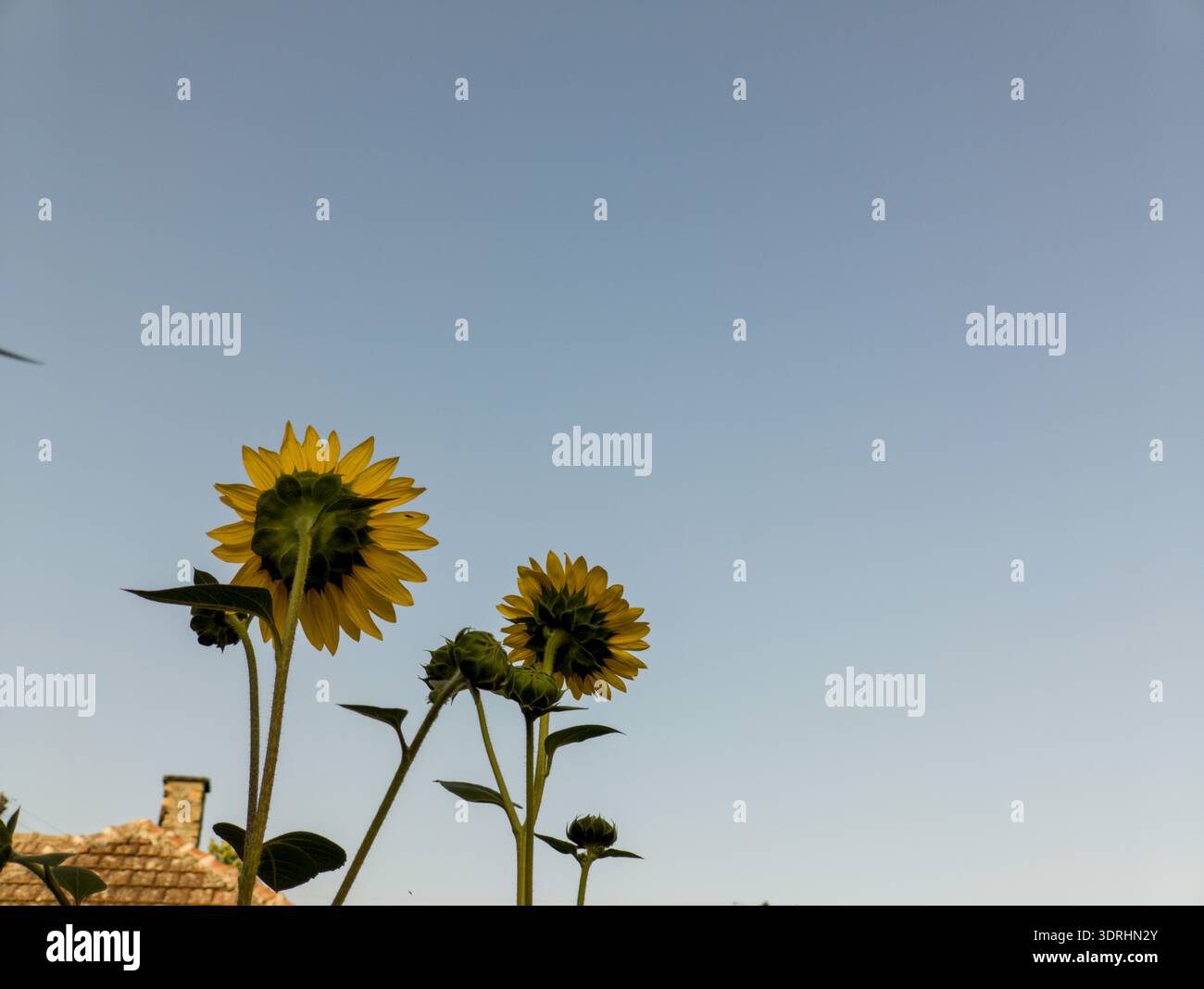 Sonnenblumen (Helianthus annuus) schossen aus einem niedrigen Winkel gegen einen klaren blauen Himmel. Stockfoto