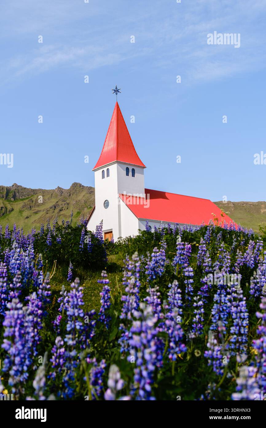 Üppige Lupinen umgeben die berühmte Kirche in der ruhigen Landschaft Islands an sonnigen Tagen Stockfoto