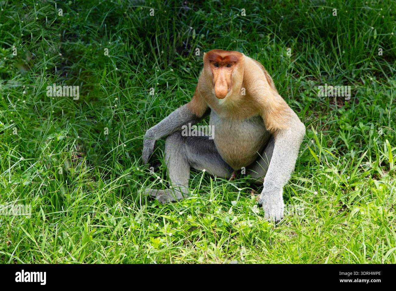 Proboscis Monkey Nasalis larvatus in Mangroven auf Borneo. Lustige große rote Langnasen in der Wildnis. Stockfoto