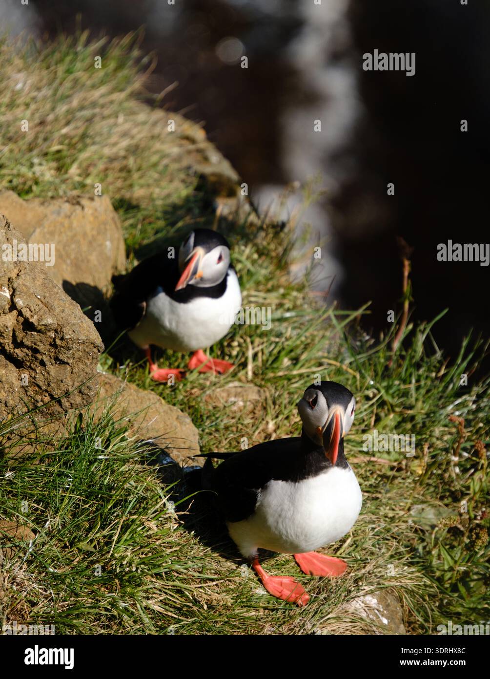Papageientaucher leben im Raudanes Point in Island und bieten leuchtende Farben vor zerklüfteten Klippen Stockfoto