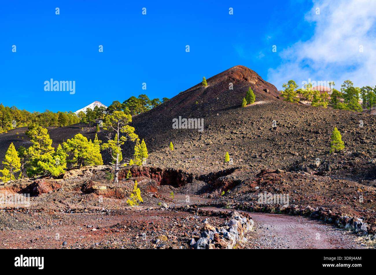 Der Chinyero-Wanderweg führt vorbei am Vulkan Boca Cangrejo in Richtung Teide auf Teneriffa, den Kanarischen Inseln, Spanien. Die sonnige Landschaft zeigt grüne Kiefern, die auf schwarzem vulkanischem Lavastein wachsen. Stockfoto