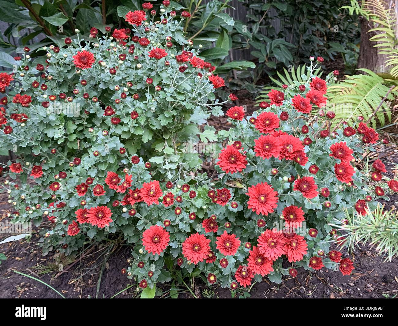 Leuchtend rote Chrysanthemen-Blüten in voller Blüte in einem Landschaftsgarten. Stockfoto