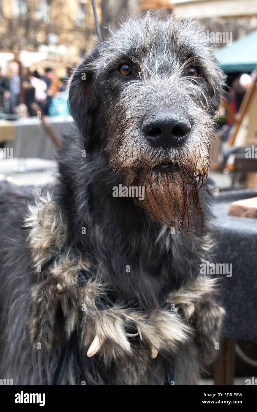 Irisches Wolfhound-Porträt mit mittelalterlichem Kragen bei einer Veranstaltung im Freien in Stockholm. Stockfoto
