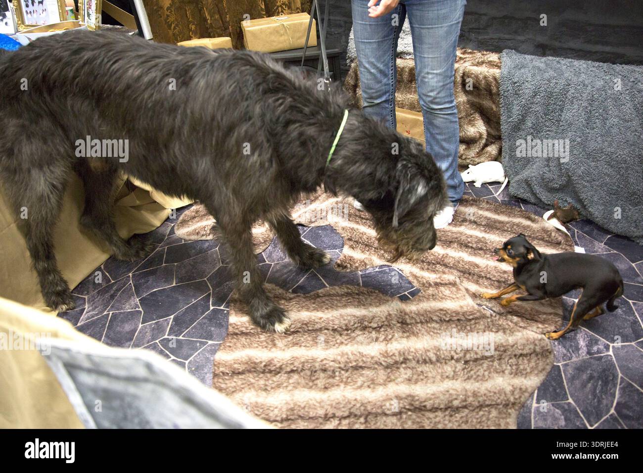 Irish Wolfhound und Prazský krysarík Dogs interagieren im Innenbereich bei einer Hundeausstellung. Stockfoto