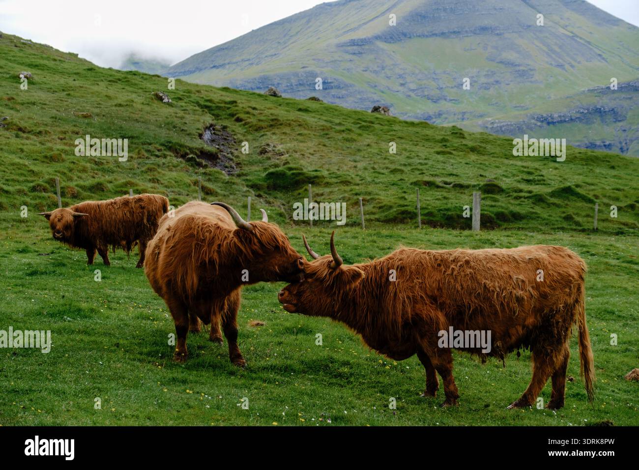Highland-Rinder sind in der grünen Landschaft der Färöer-Inseln in sozialer Interaktion Stockfoto