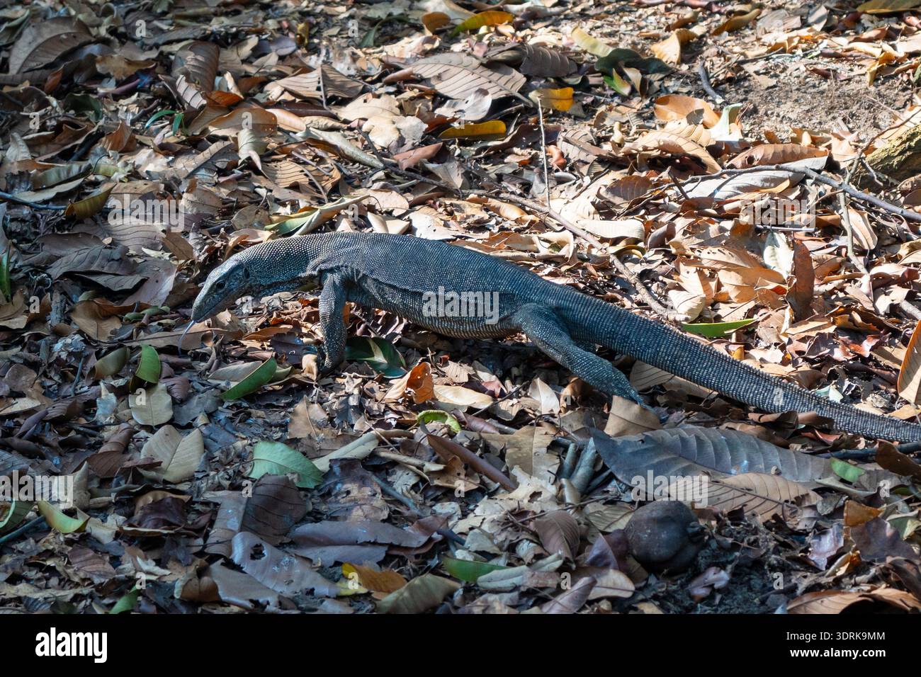 Malayischer Wassermonitor in den Botanischen Gärten von Singapur, Singapur Stockfoto