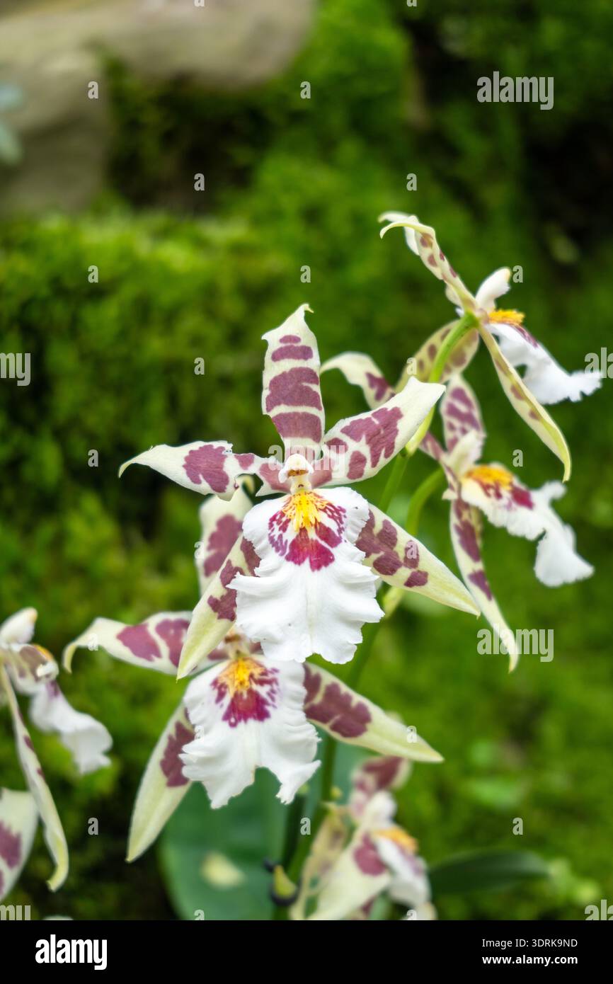 Miltonia Orchidee im Botanischen Garten von Singapur Stockfoto