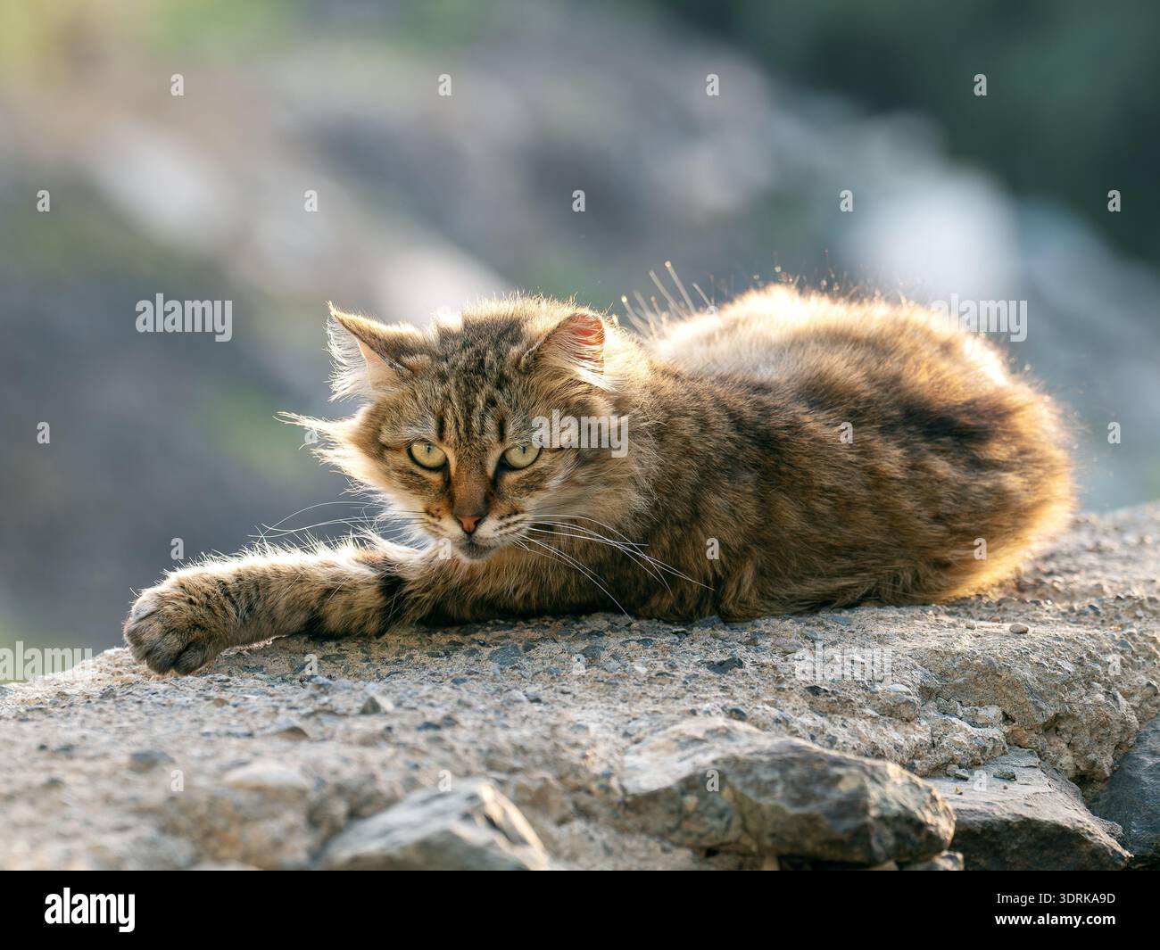 Eine entspannte Straßenkatze auf Gran Canaria liegt auf sonnengewärmten Felsen, deren gestreiftes Fell sich mit der natürlichen Umgebung verschmilzt. Stockfoto