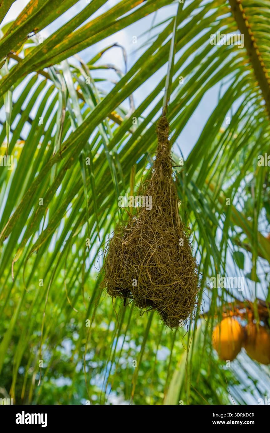 Baya Weber Vogel baut Nest auf Palmen. Stockfoto