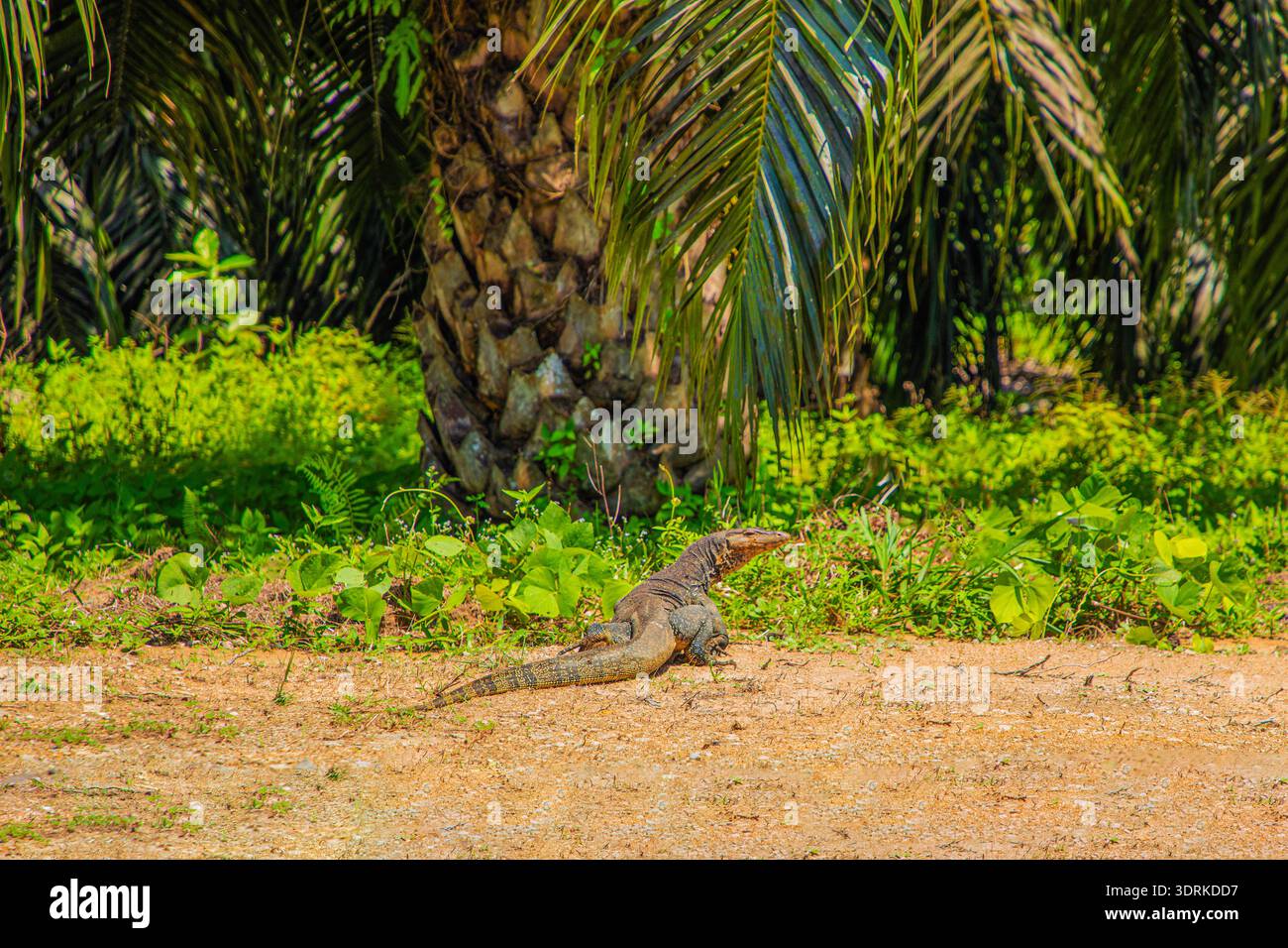 Asiatischer Wassermonitor Varanus salvator große Varanidenechse aus Asien Stockfoto