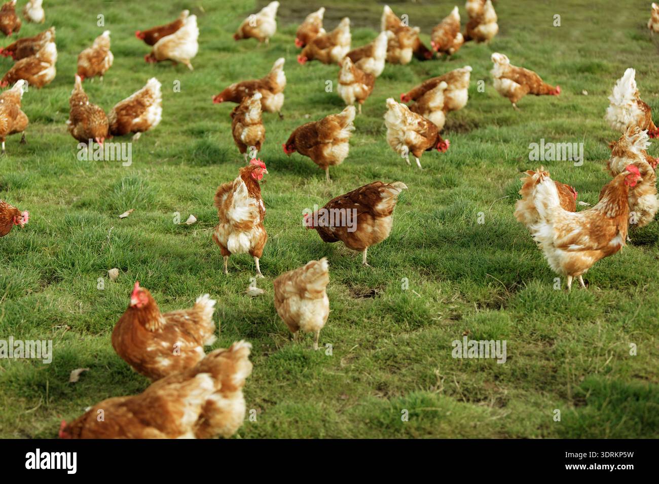 Freilaufende Hühner Stockfoto