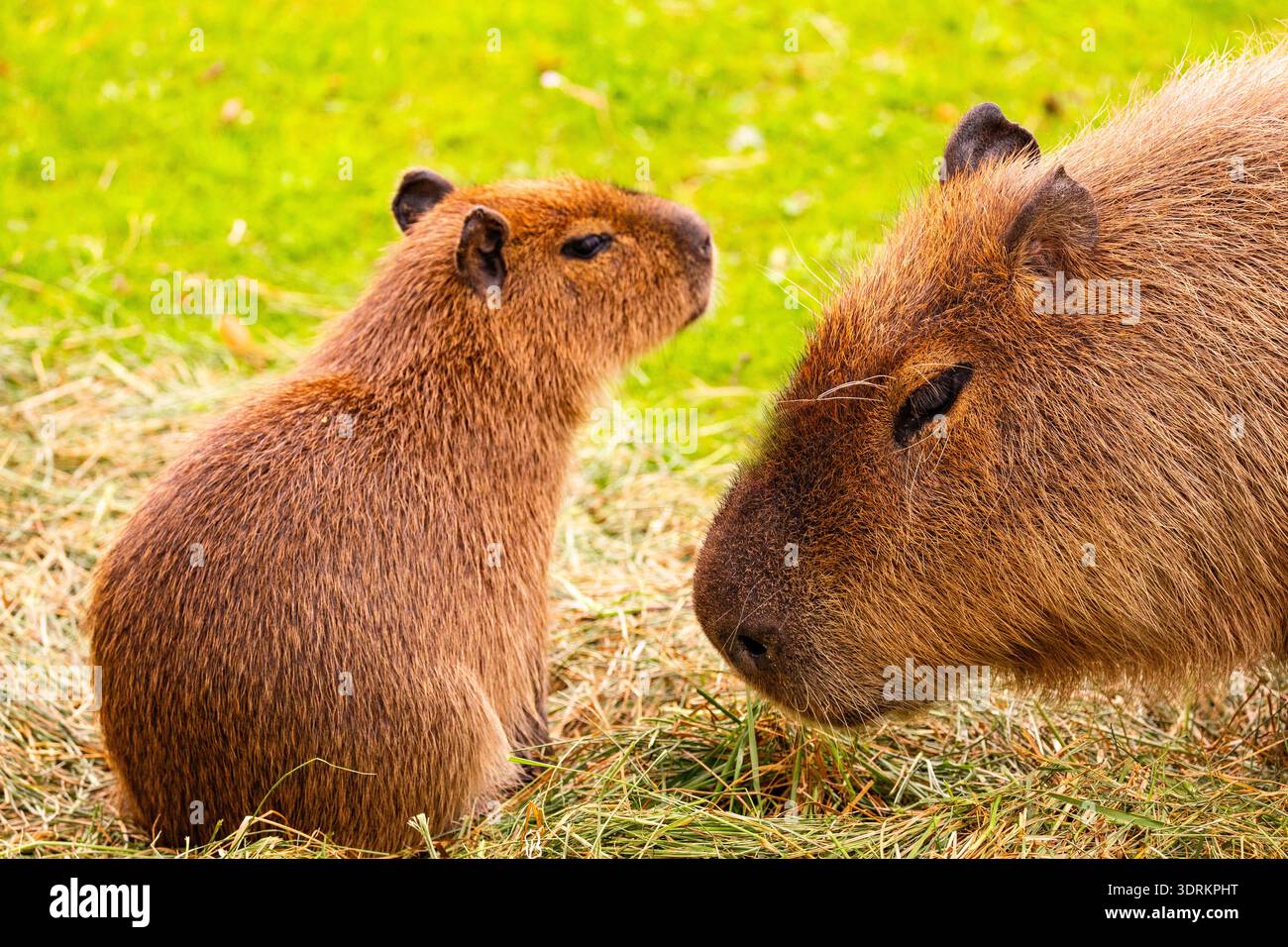 Zwei Capybaras interagieren in einem üppig grünen Feld, umgeben von Gras, was ihre soziale Natur und Umgebung unterstreicht. Stockfoto