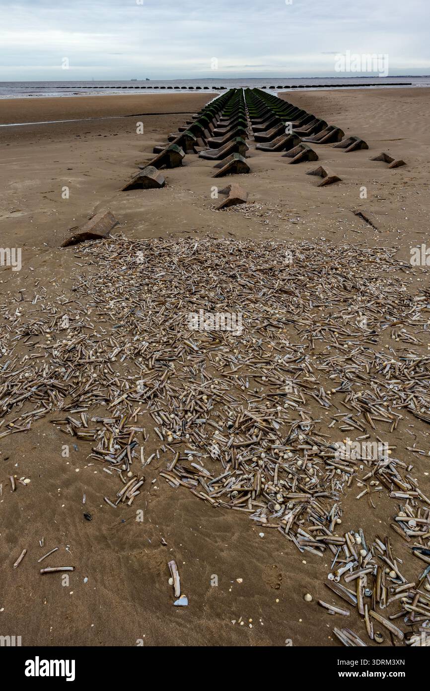 Massen von Muschelmuscheln wurden am New Brighton Beach mit Betonabwehranlagen in der Ferne gespült Stockfoto