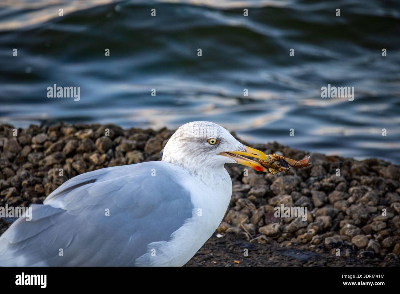 Die Möwe steht an einer felsigen Küste mit einer Krabbe im Schnabel Stockfoto