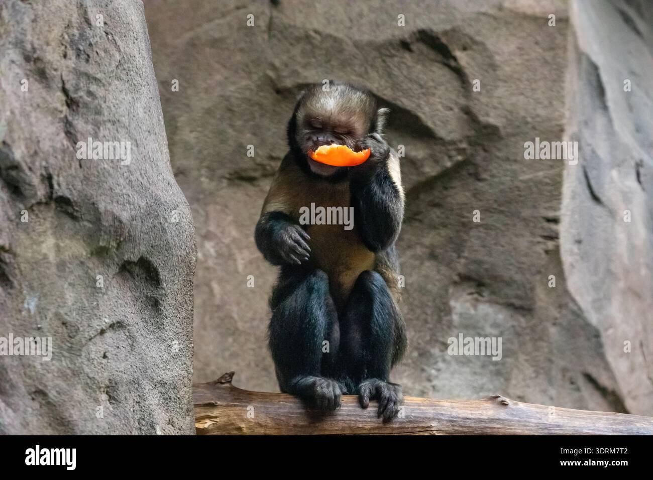Weissgesichtige Kapuzineraffen, die im Zoo essen Stockfoto