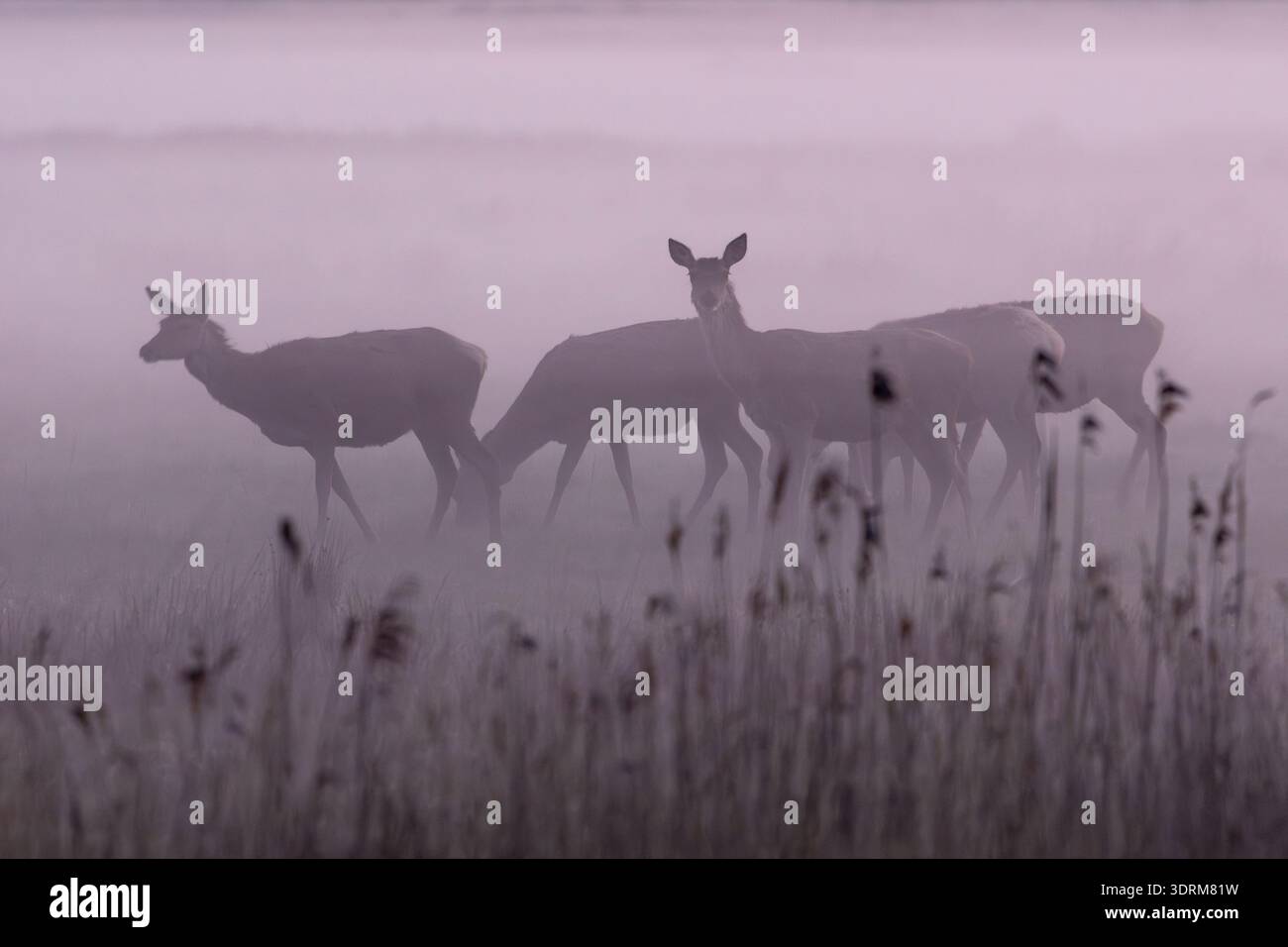 Verteilt auf mehrere kleine Herden, stehen die Rotwild auf der sumpfigen Wiese, die von Bodennebel gehüllt ist / verteilt über mehrere kleine Herden Stockfoto