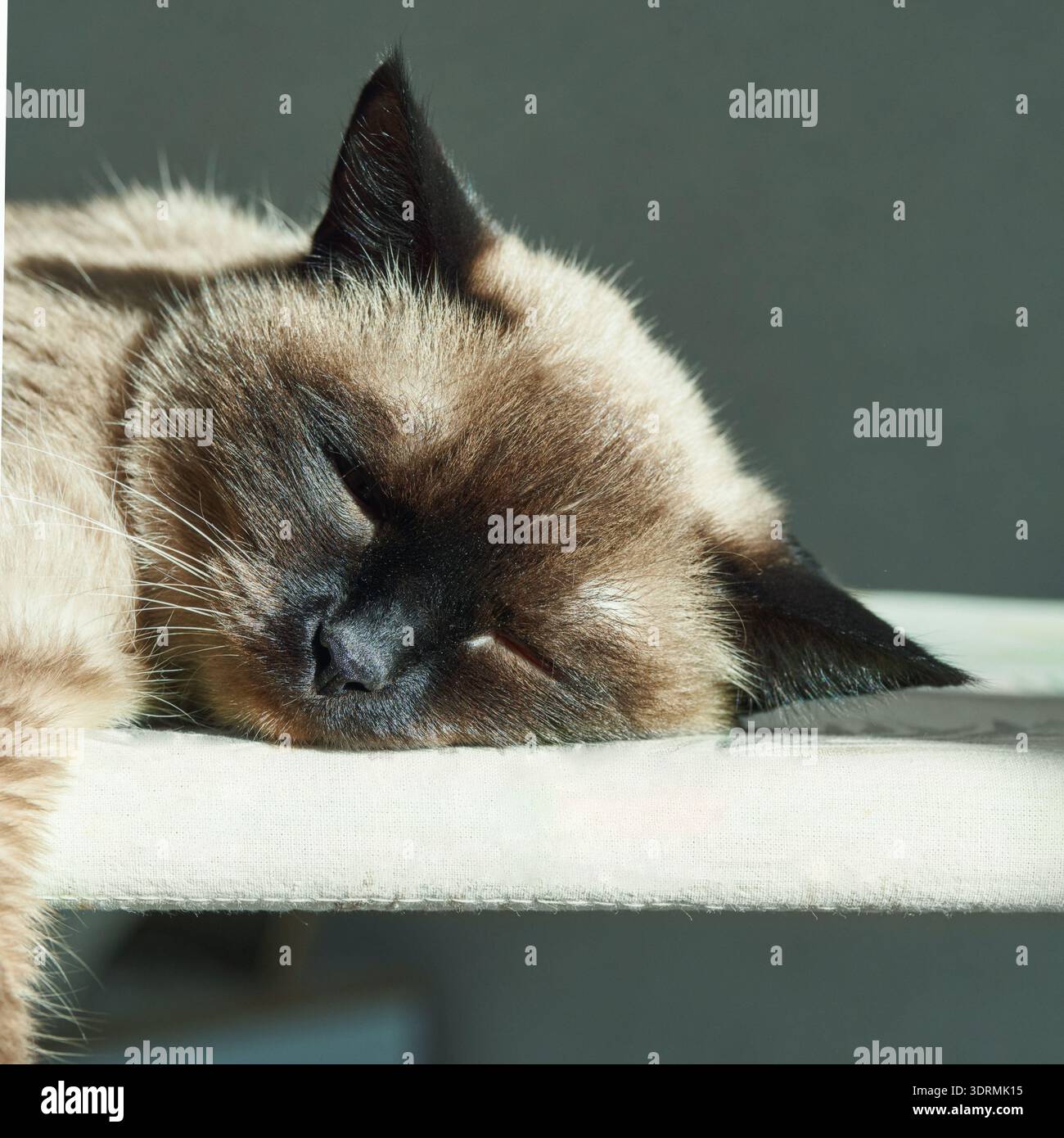 Siamkatze schläft friedlich an einem sonnigen Tag drinnen Stockfoto