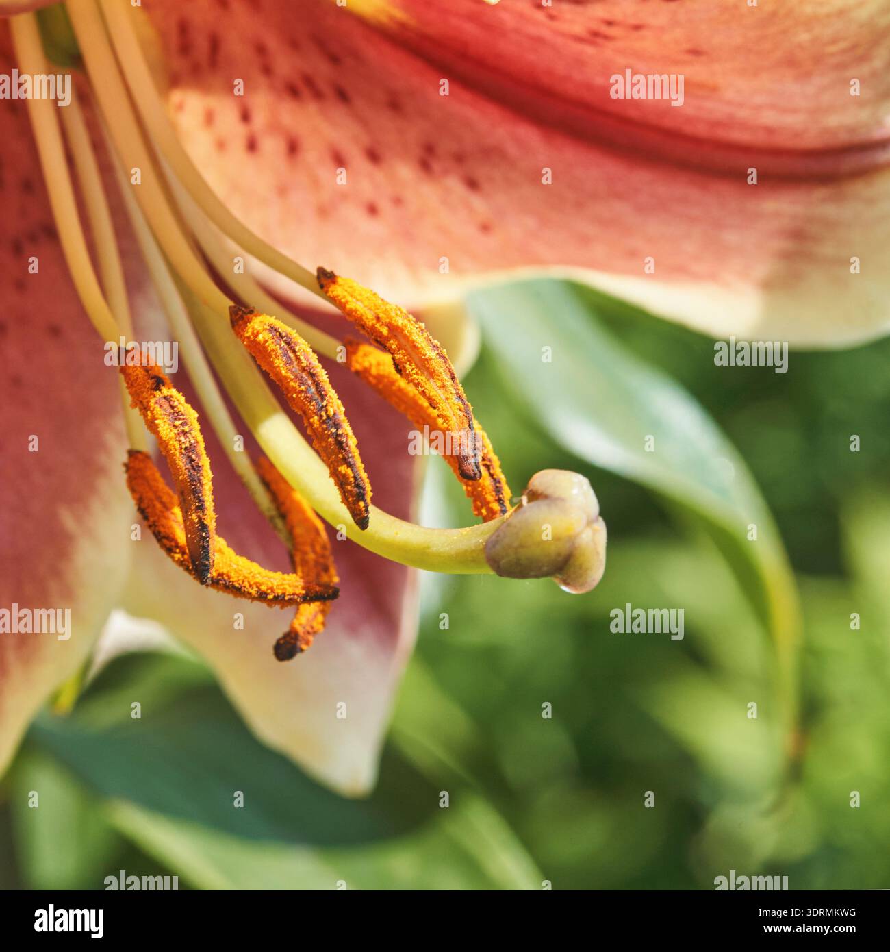 Nahaufnahme einer rosa Lilienblüte mit gelben Pollenanthern und grünem Hintergrund Stockfoto
