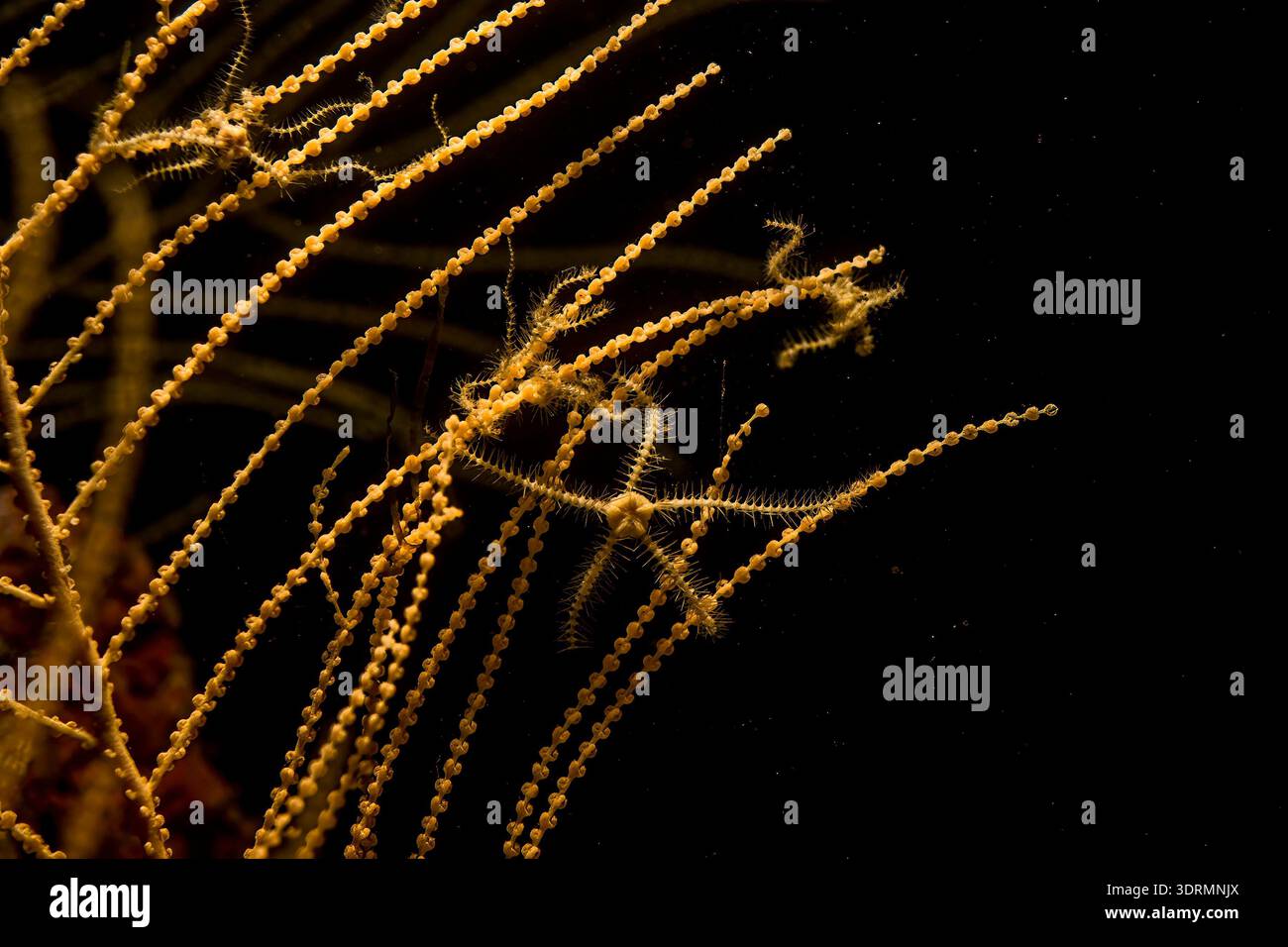 goldener Stern auf Schwarz, Individuen des brüchigen Sterns Ophiothrix spp Seesterne, mittelmeer, Sardinien, auf gorgonien Stockfoto