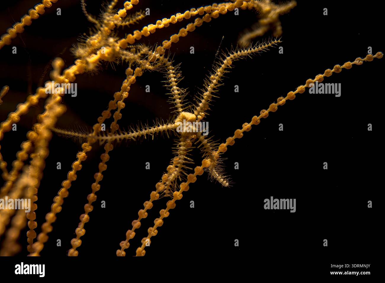 goldener Stern auf Schwarz, Individuen des brüchigen Sterns Ophiothrix spp Seesterne, mittelmeer, Sardinien, auf gorgonien Stockfoto