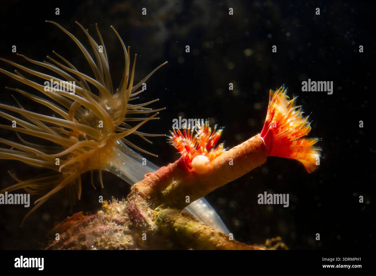 Staubwedel Wurm Serpula Vermicularis mit Fütterung Tentakeln vollständig erweitert zeigt zentrale operculum Stockfoto