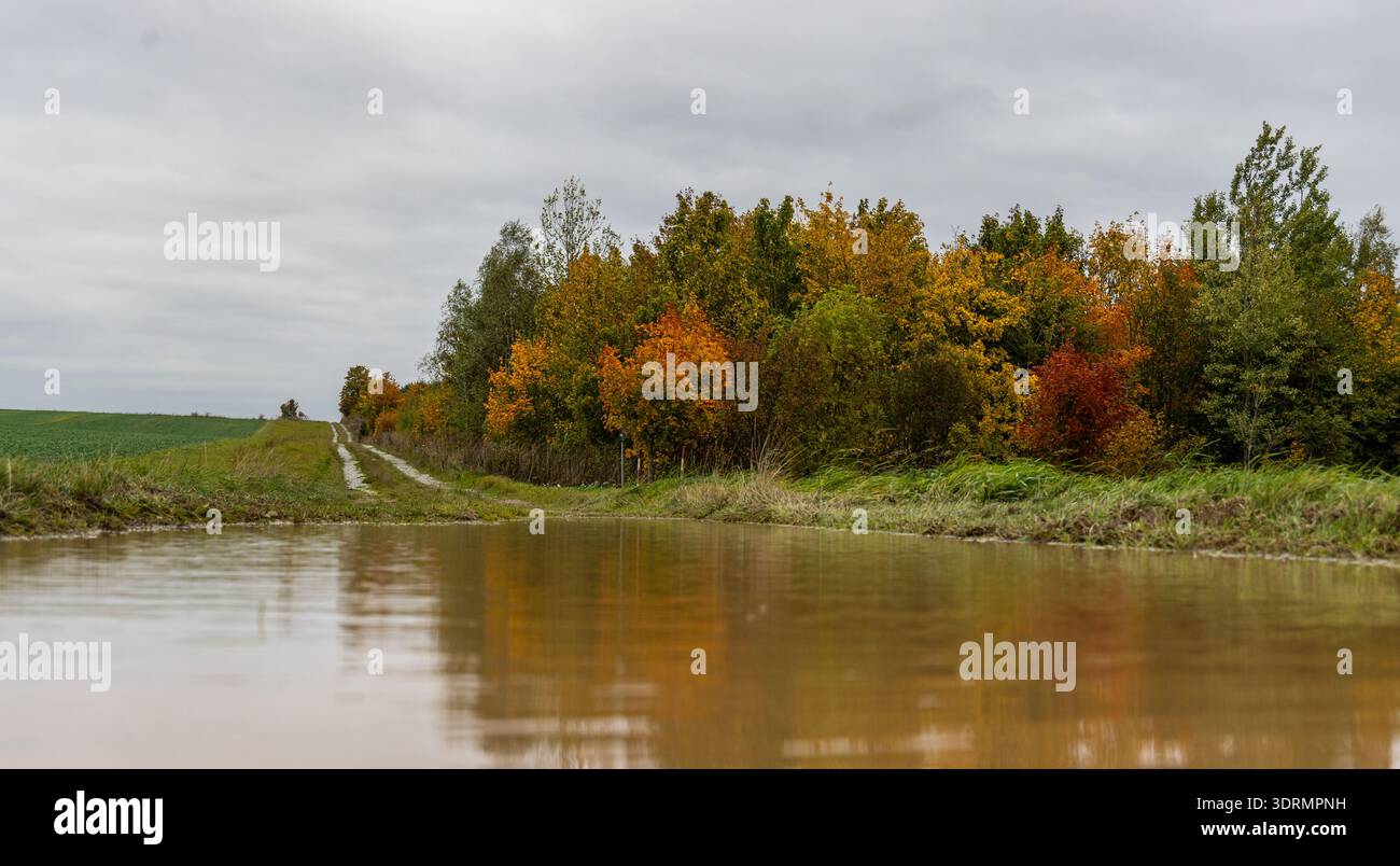 Herbstbesprechung in einer Pfütze Stockfoto