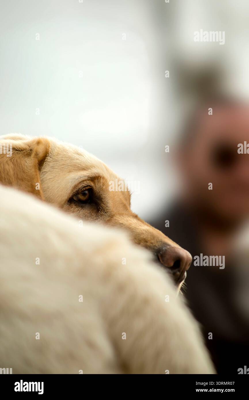 Nahaufnahme eines gelben Labrador Retriever, der wahrscheinlich einen ruhigen Moment mit einer Person im Hintergrund festnimmt. Stockfoto