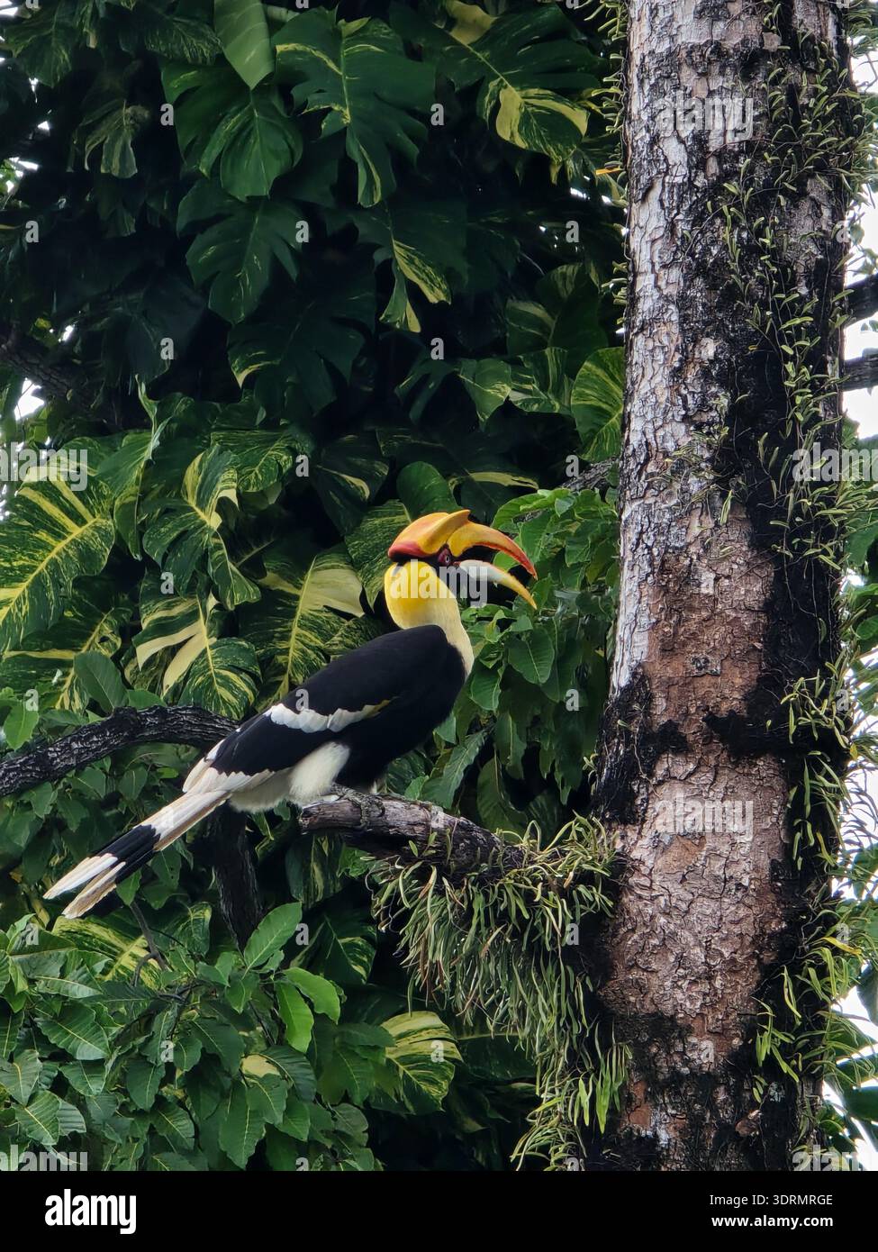 Farbenfroher Nashornvogel auf einem Baum in Koh Chang, Thailand Stockfoto