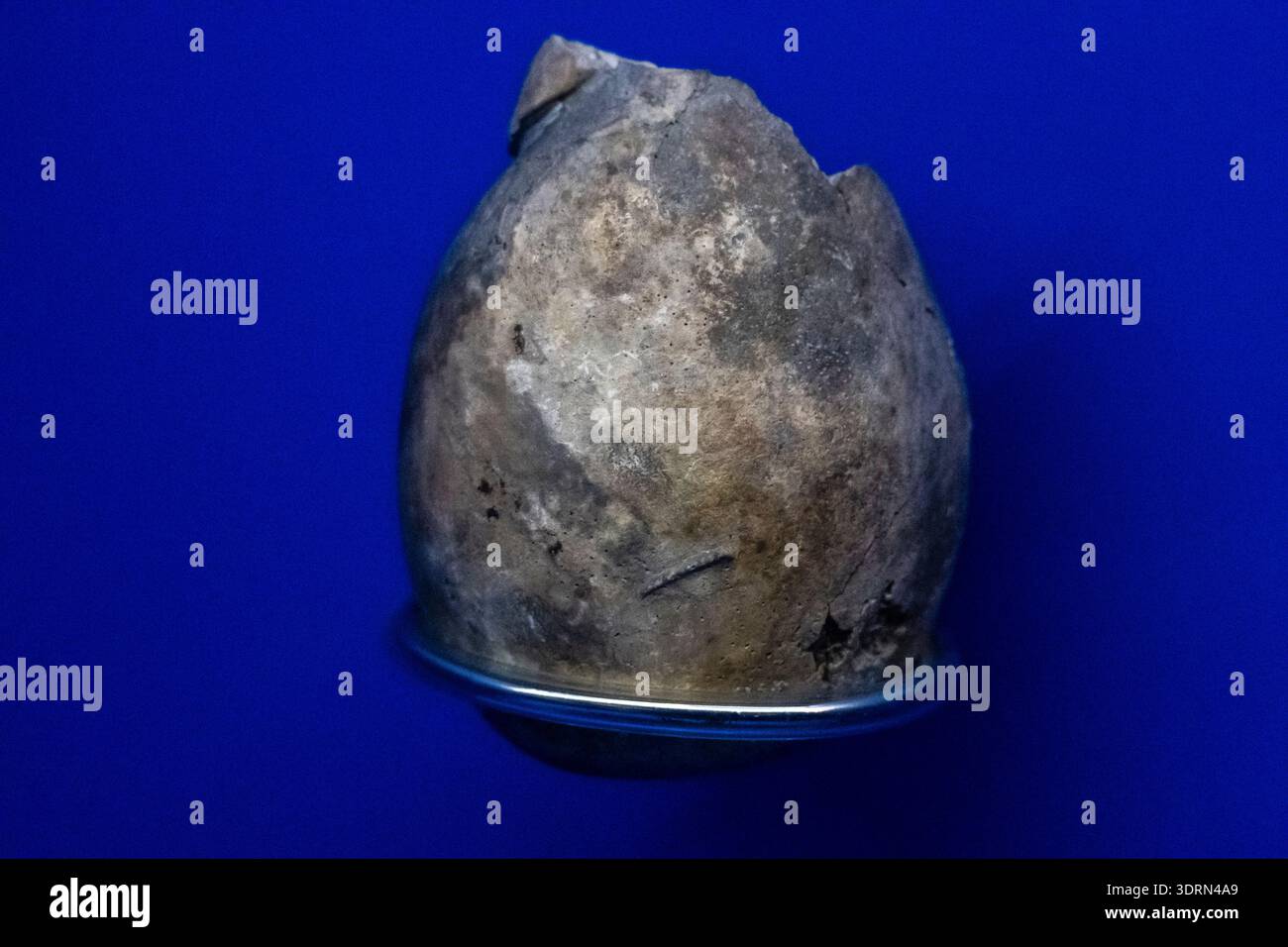 Acteonella conica, Exoskelett (Shell), Spätkreide, Sensui, Epizentrum - Besucherzentrum Pallars Jussà, Tremp, Lleida, Katalonien, Spanien Stockfoto