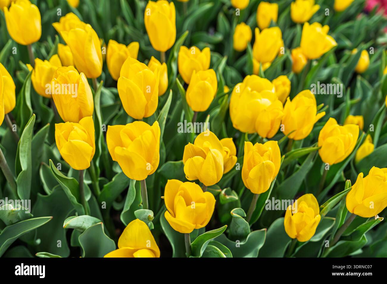 Leuchtend gelbe Tulpen blühen im Frühlingsgarten, einem lebendigen Blumenspektakel der Schönheit der Natur Stockfoto
