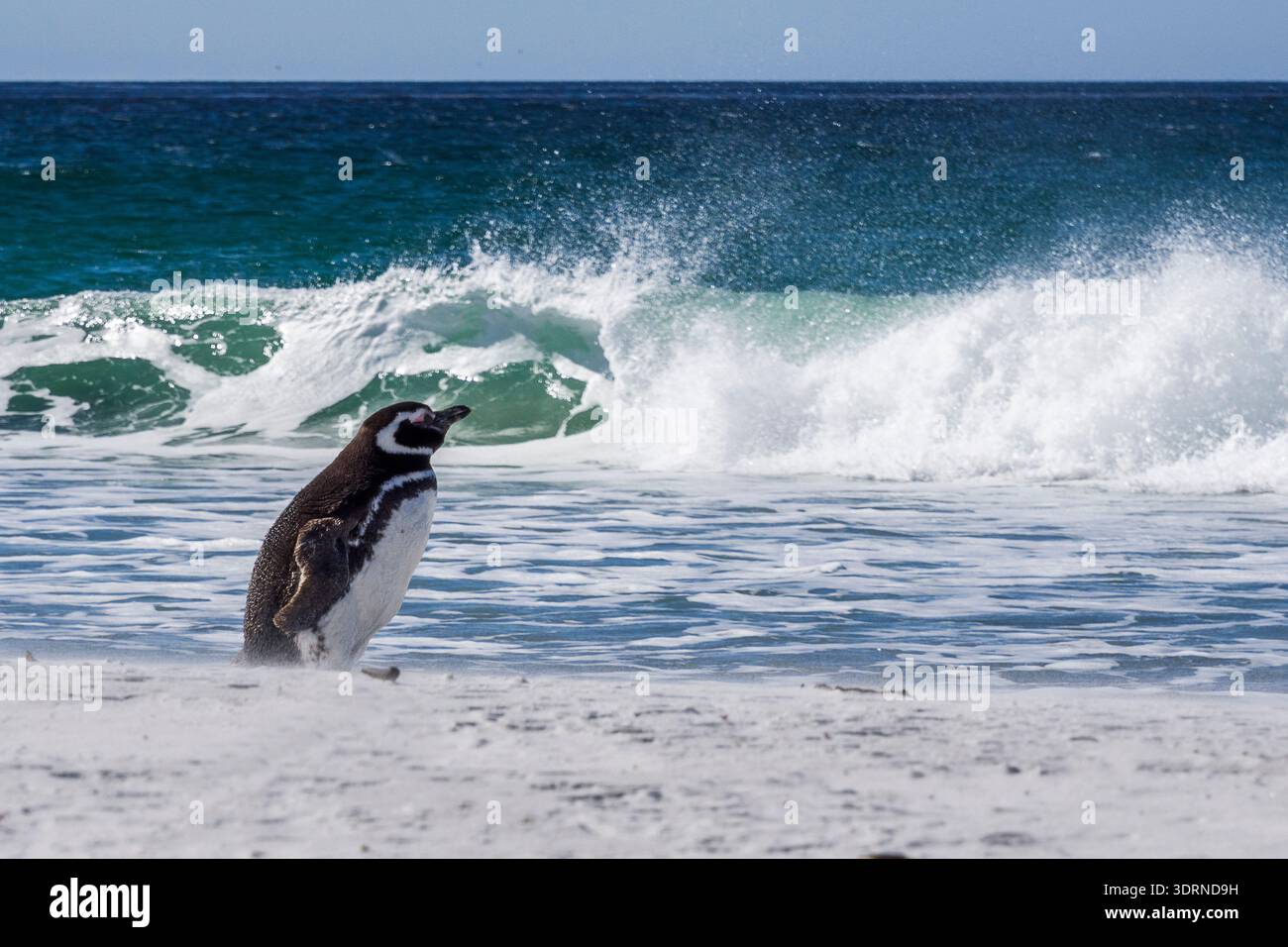Falkland Island - Bertha's Beach, Gentoo-Pinguin Stockfoto