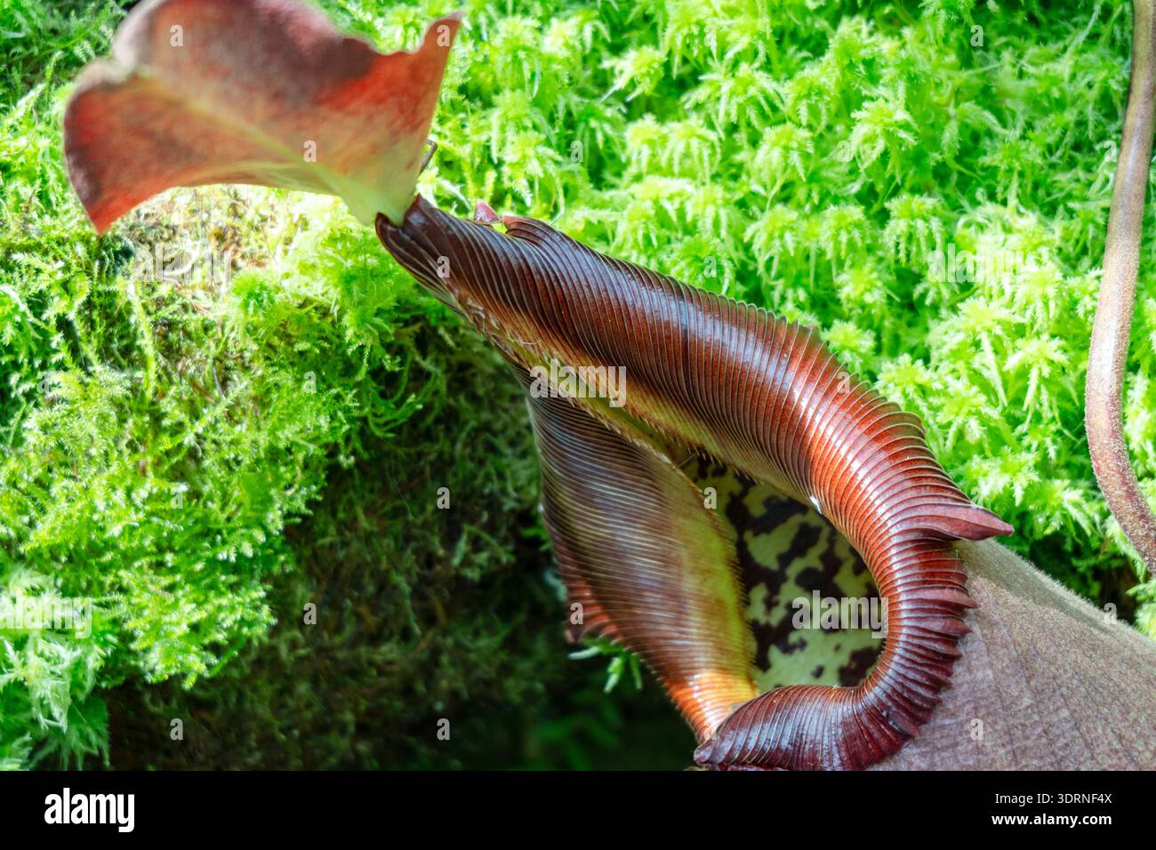Nepenthes fleischfressende Pflanze im Botanischen Garten von Singapur Stockfoto