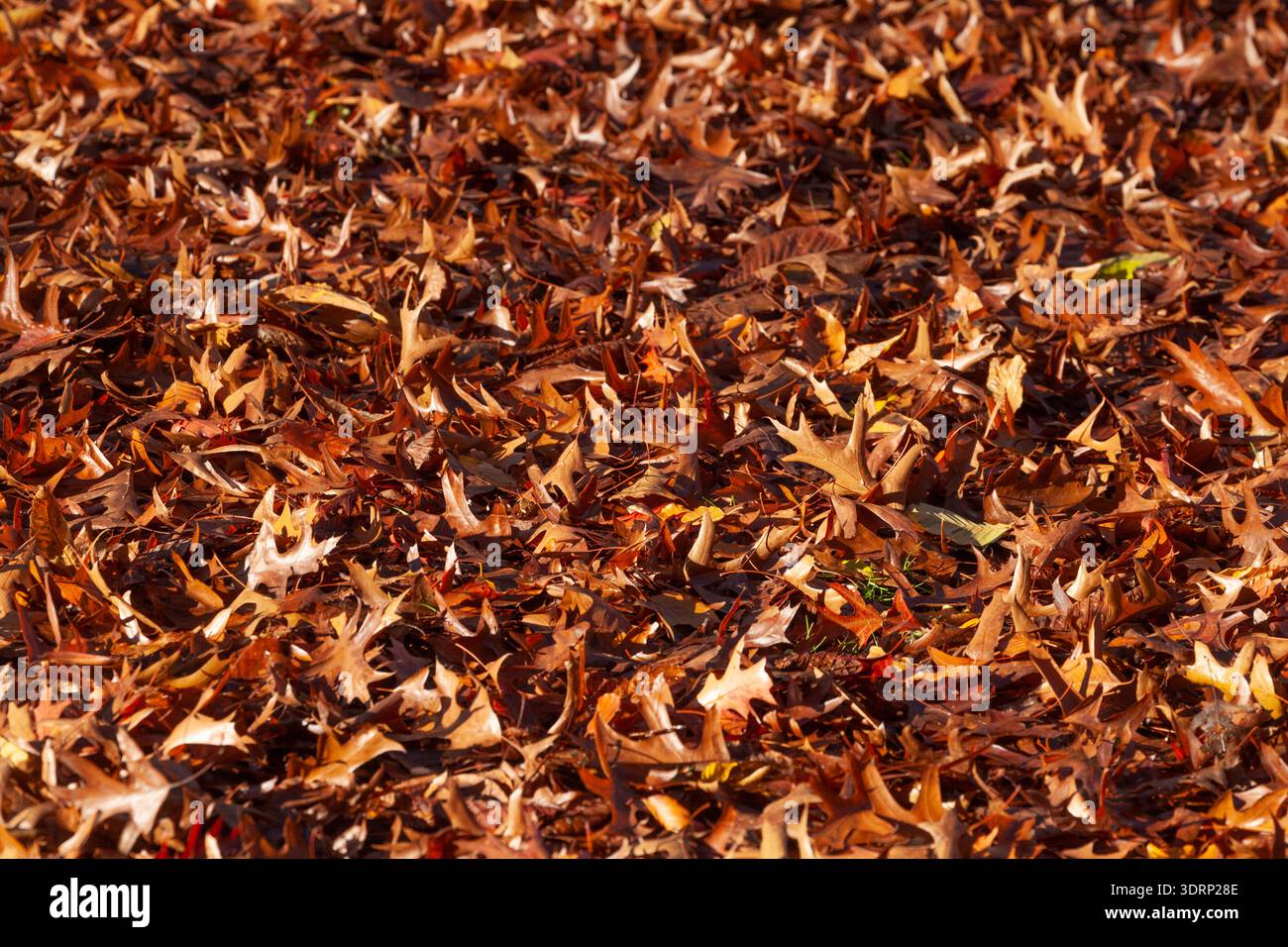 Bunte Herbstblätter liegen auf dem Boden, Deutschland Stockfoto