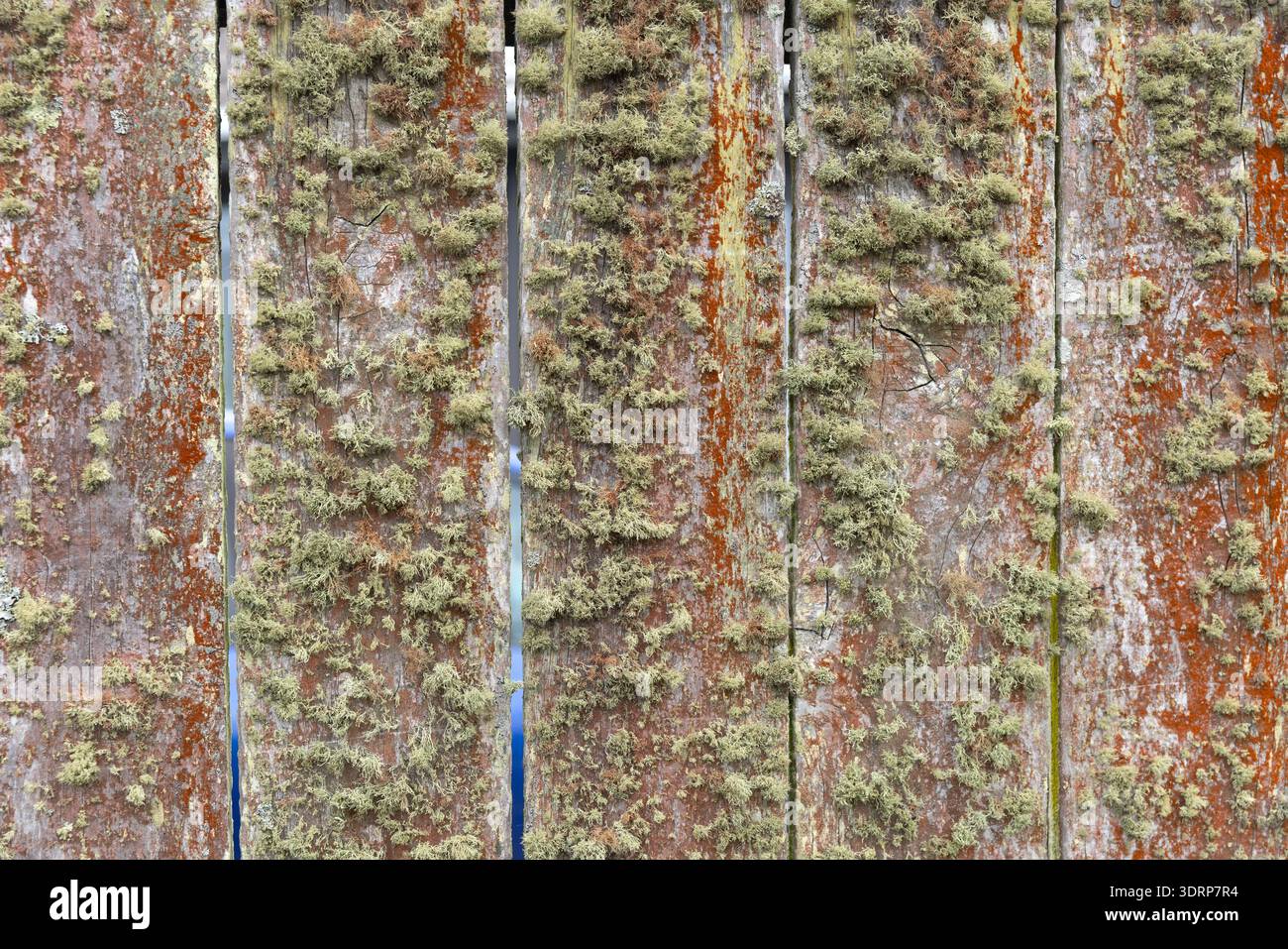 Flechtenbedeckte Holzzaunbretter in Raglan, Waikato, Nordinsel, Neuseeland. Stockfoto