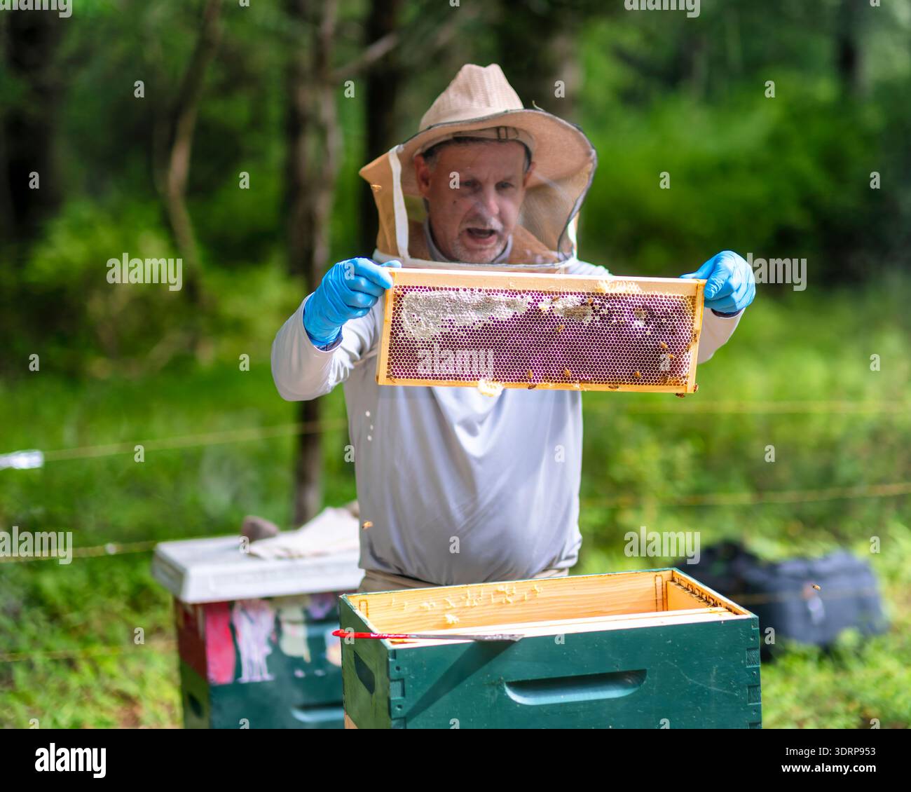 Nahansicht eines Bienenhalters hält einen Wabenrahmen für Inspektion in Tewksbury, Hunterdon County, New Jersey, USA Stockfoto