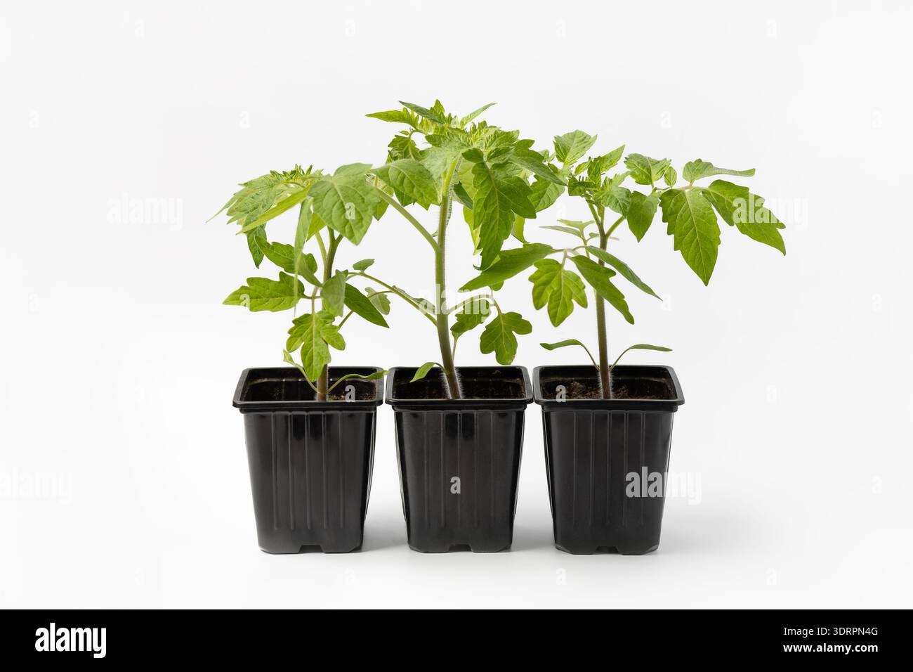 Junge Tomatensämlinge, die in schwarzen Bechern auf grauem Hintergrund wachsen. Anbau umweltfreundlicher Pflanzen zu Hause. Konzept der Gartenarbeit, Frühling, Ernte. Stockfoto