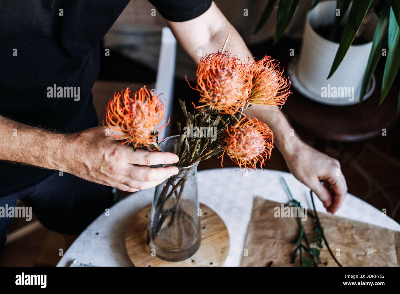Die Person legt orangefarbene Kissen Protea in eine Glasvase auf den Tisch. Nachhaltige Hochzeiten, umweltfreundliche Veranstaltungen, biologisch abbaubare Einrichtung, Blumenschmuck mit geringer Wirkung Stockfoto