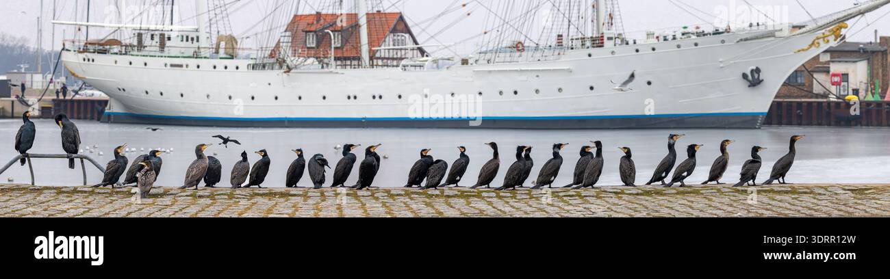 Kormorangruppe vor dem Segelschiff Gorch Fock im Hafen von Stralsund am frühen Wintermorgen Stockfoto