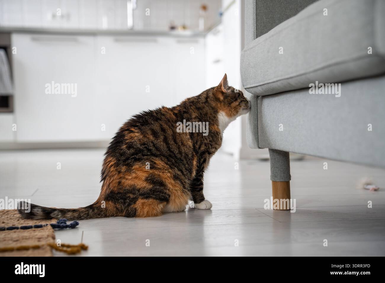 Calico Katze schnüffelt das Sofa in der neuen Wohnung und markiert ihr Katzengebiet. Leben und Verhalten von Haustieren. Stockfoto